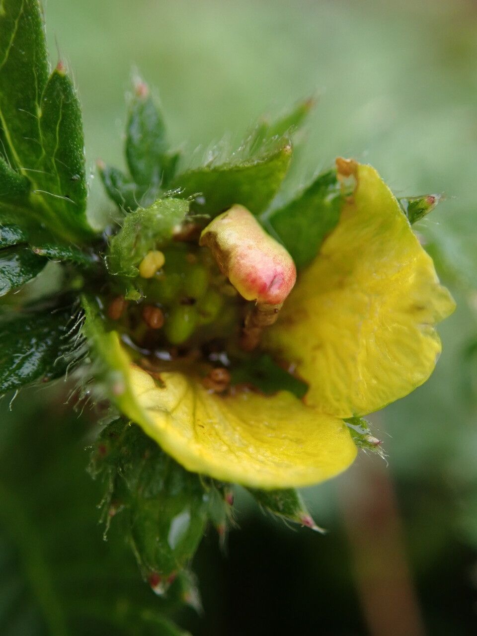 Argentina tristis flower