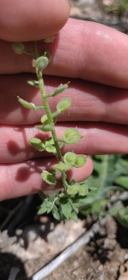 Lepidium lasiocarpum fruit