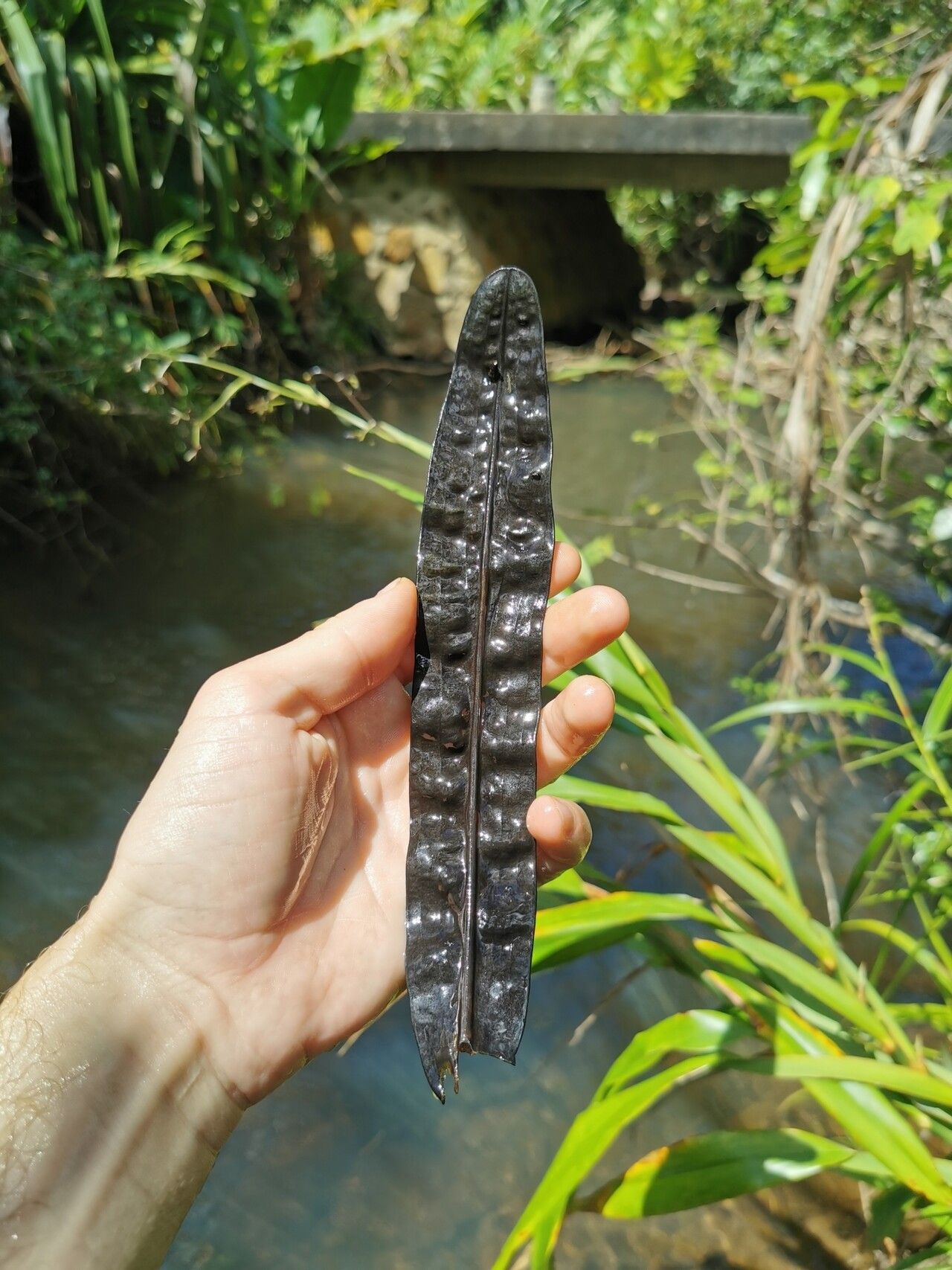 Aponogeton bernierianus fruit