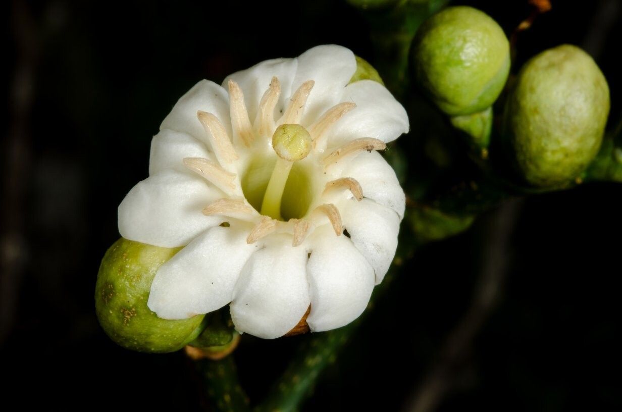 Anthocleista microphylla — houseplant care guide