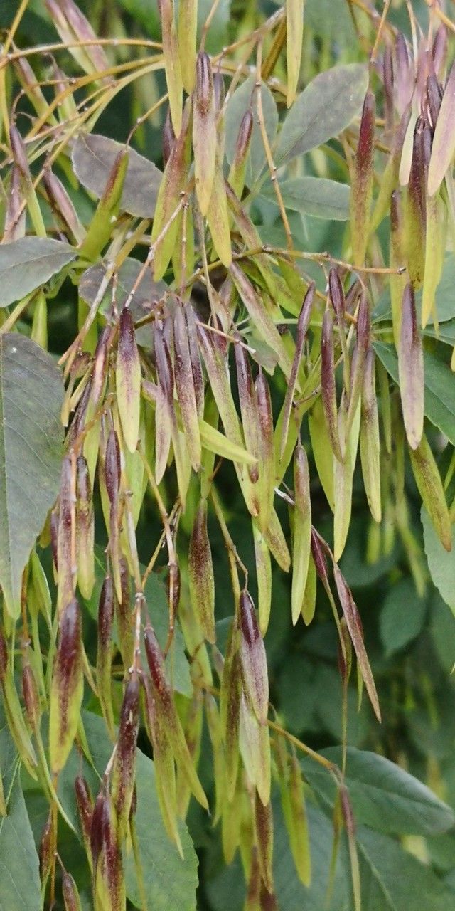 Fraxinus bungeana fruit