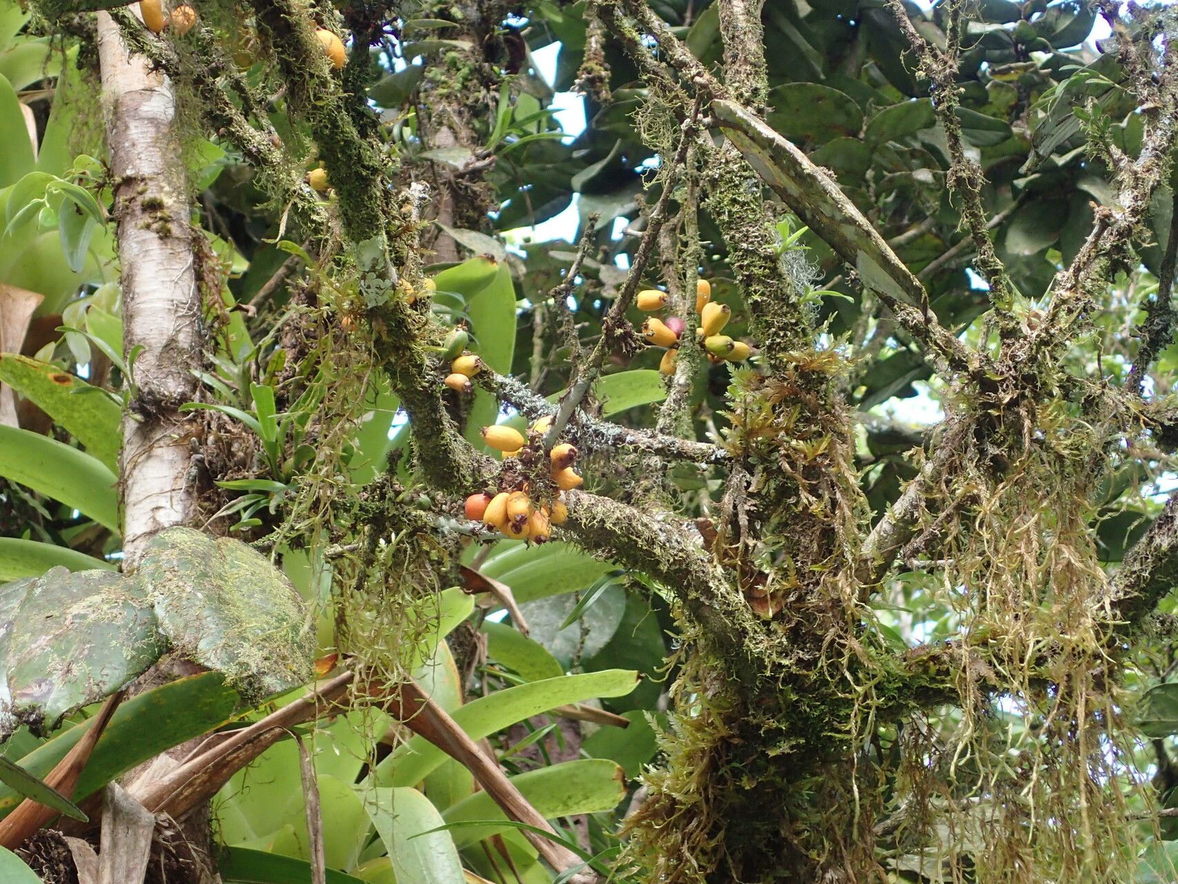 Eugenia duchassaingiana other