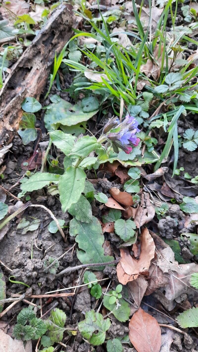 Pulmonaria helvetica flower