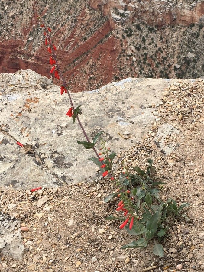 Penstemon murrayanus habit
