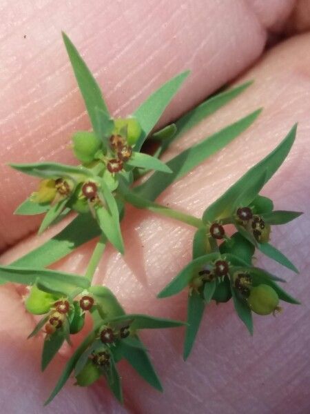 Polygala rupestris fruit