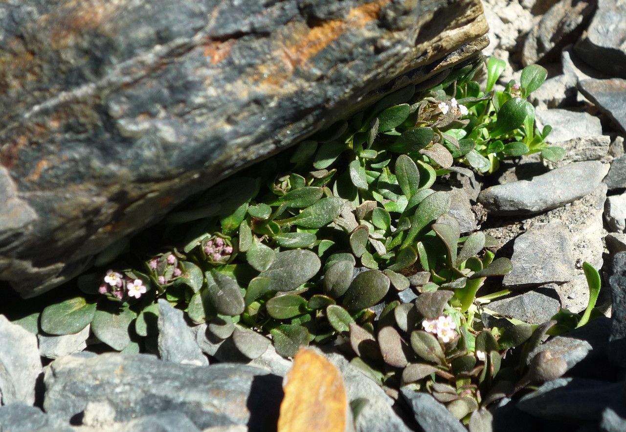 Valeriana petersenii habit