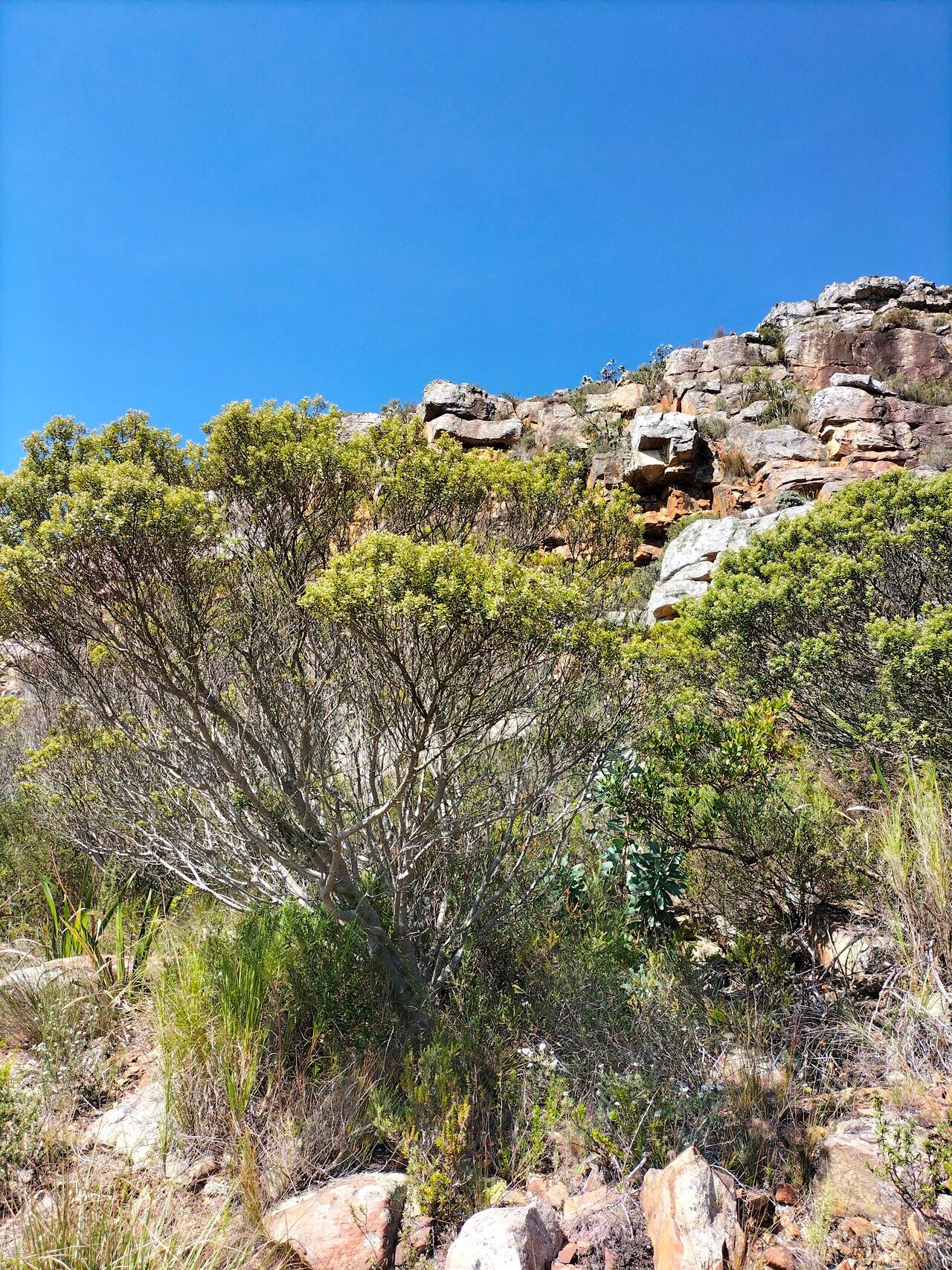 Phylica buxifolia habit