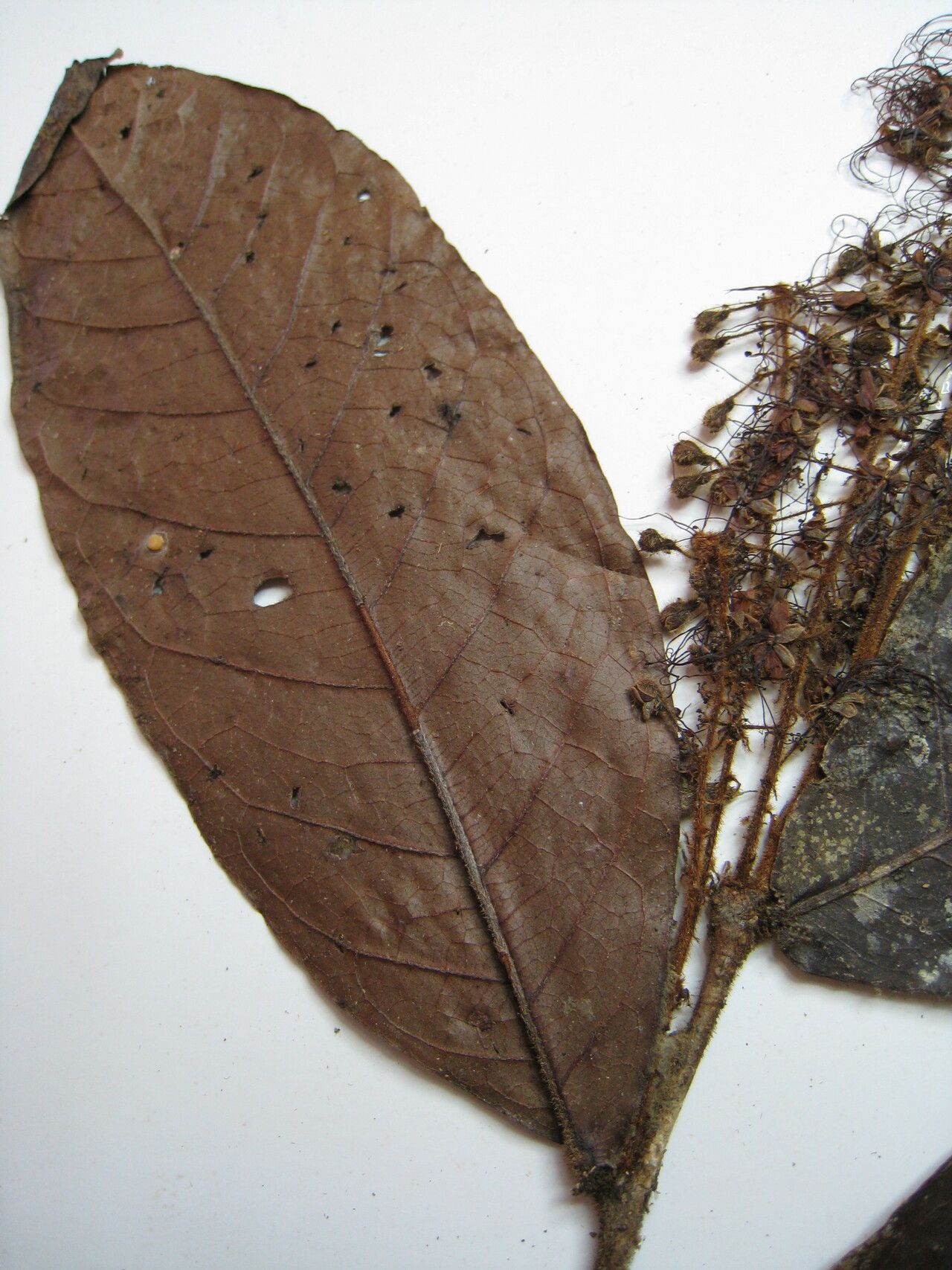 Hirtella silicea other