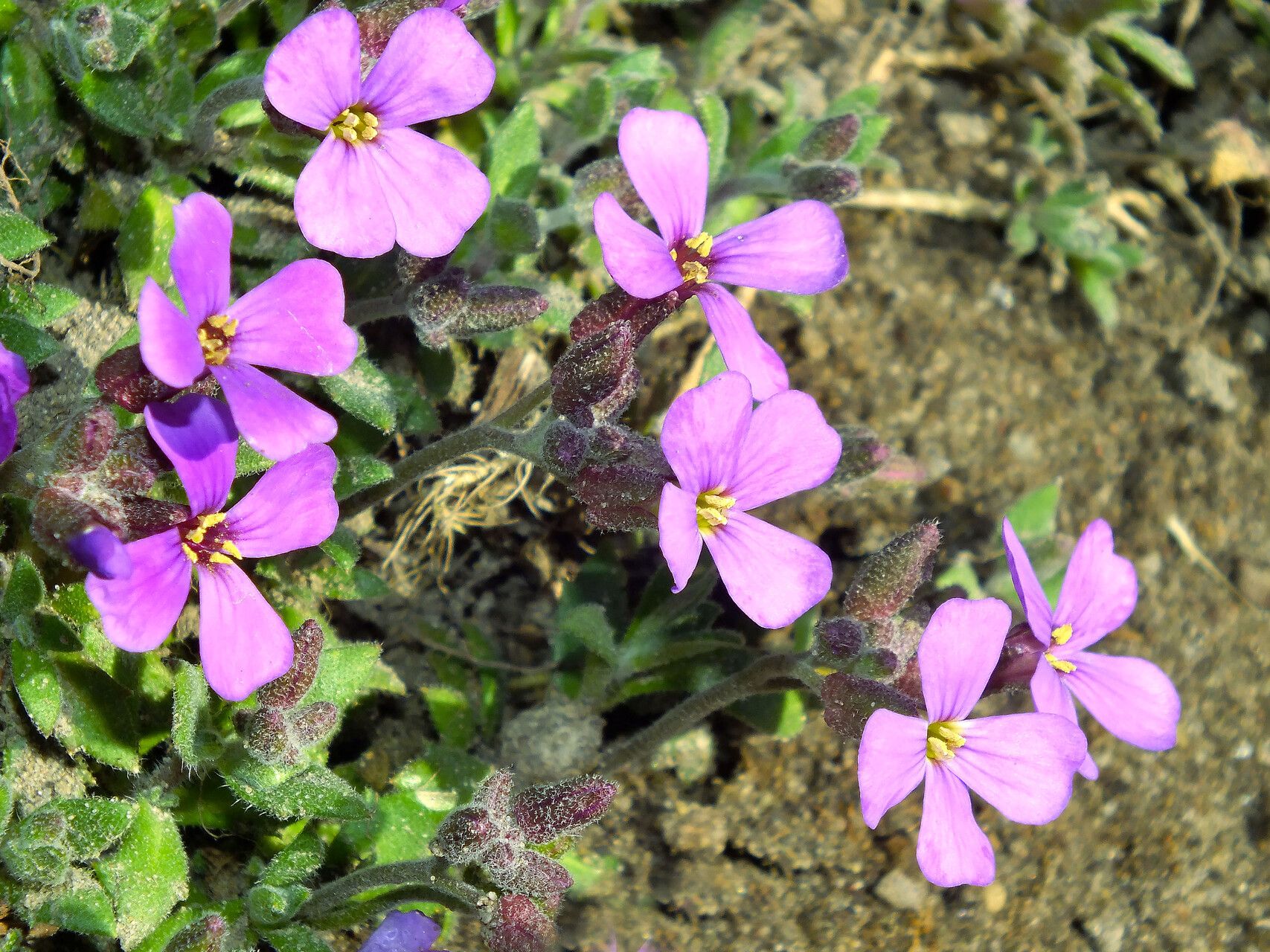 Aubrieta columnae flower