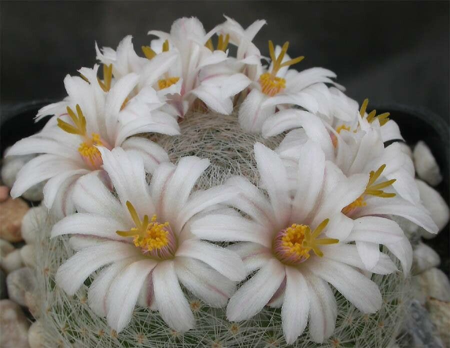Mammillaria lenta — houseplant care guide