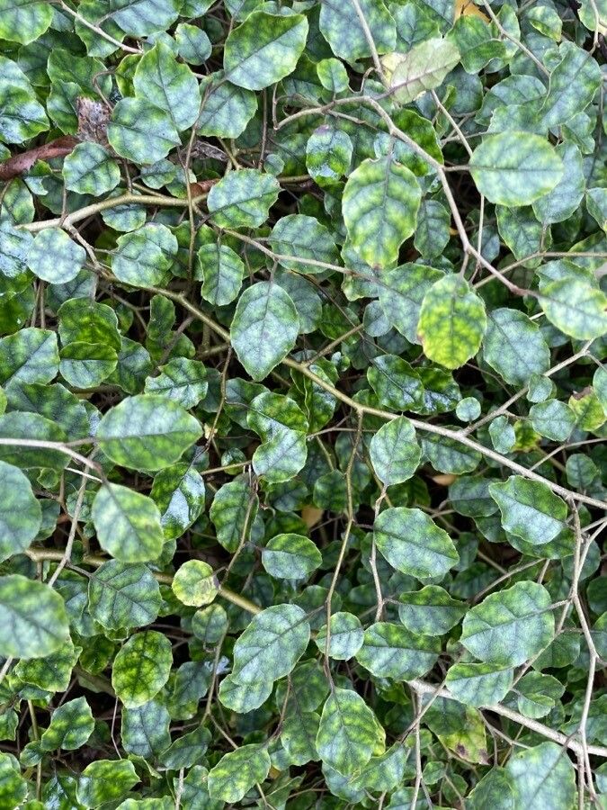 Carpodetus serratus habit