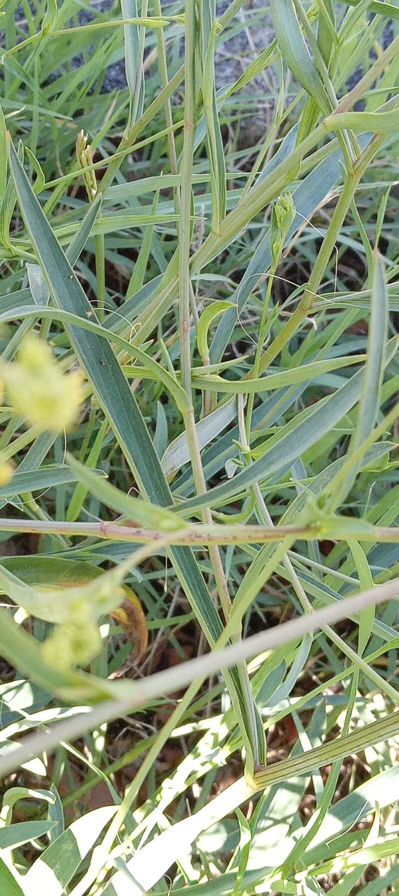 Bupleurum falcatum leaf
