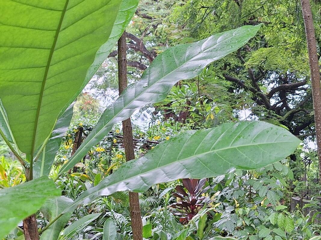 Anthocleista schweinfurthii — houseplant care guide