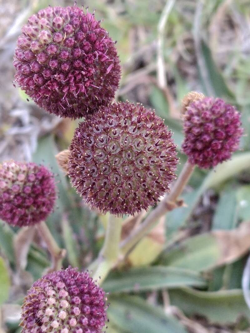 Eryngium sanguisorba flower