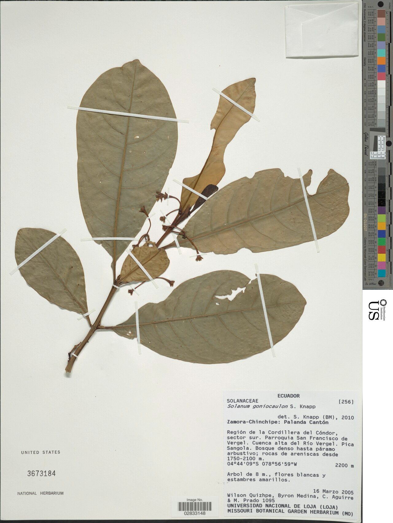 Solanum goniocaulon — houseplant care guide
