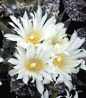 Ariocarpus trigonus flower
