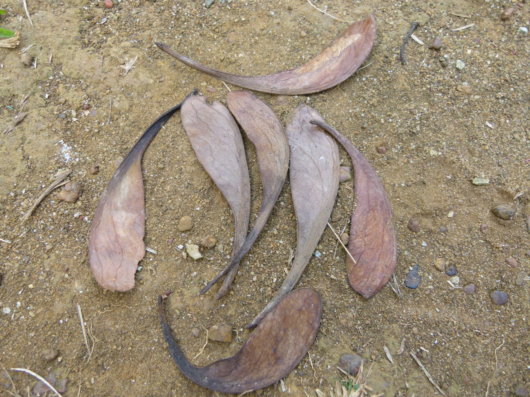 Prioria joveri fruit