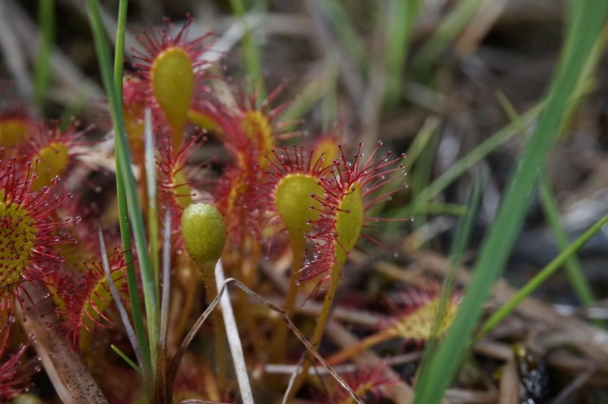 Drosera × obovata habit