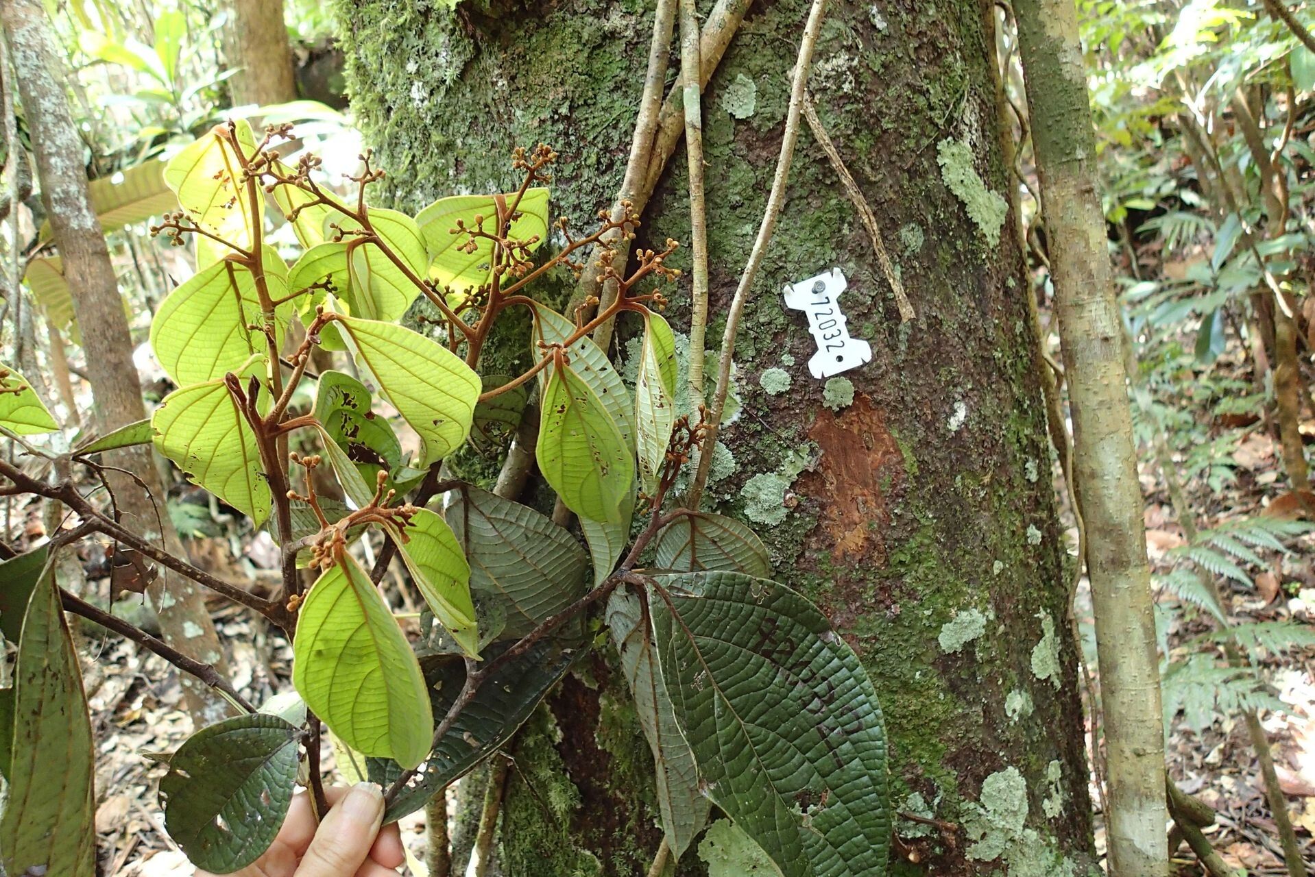 Cryptocarya velutinosa leaf