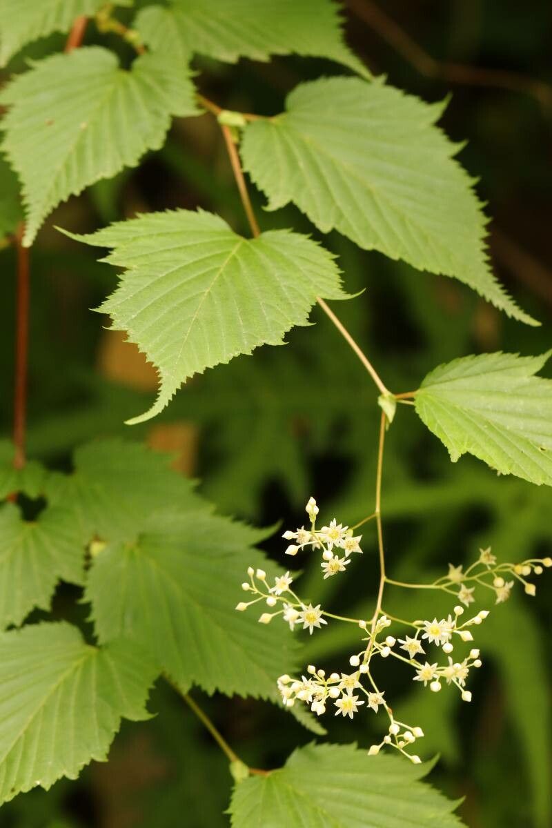 Neillia tanakae flower