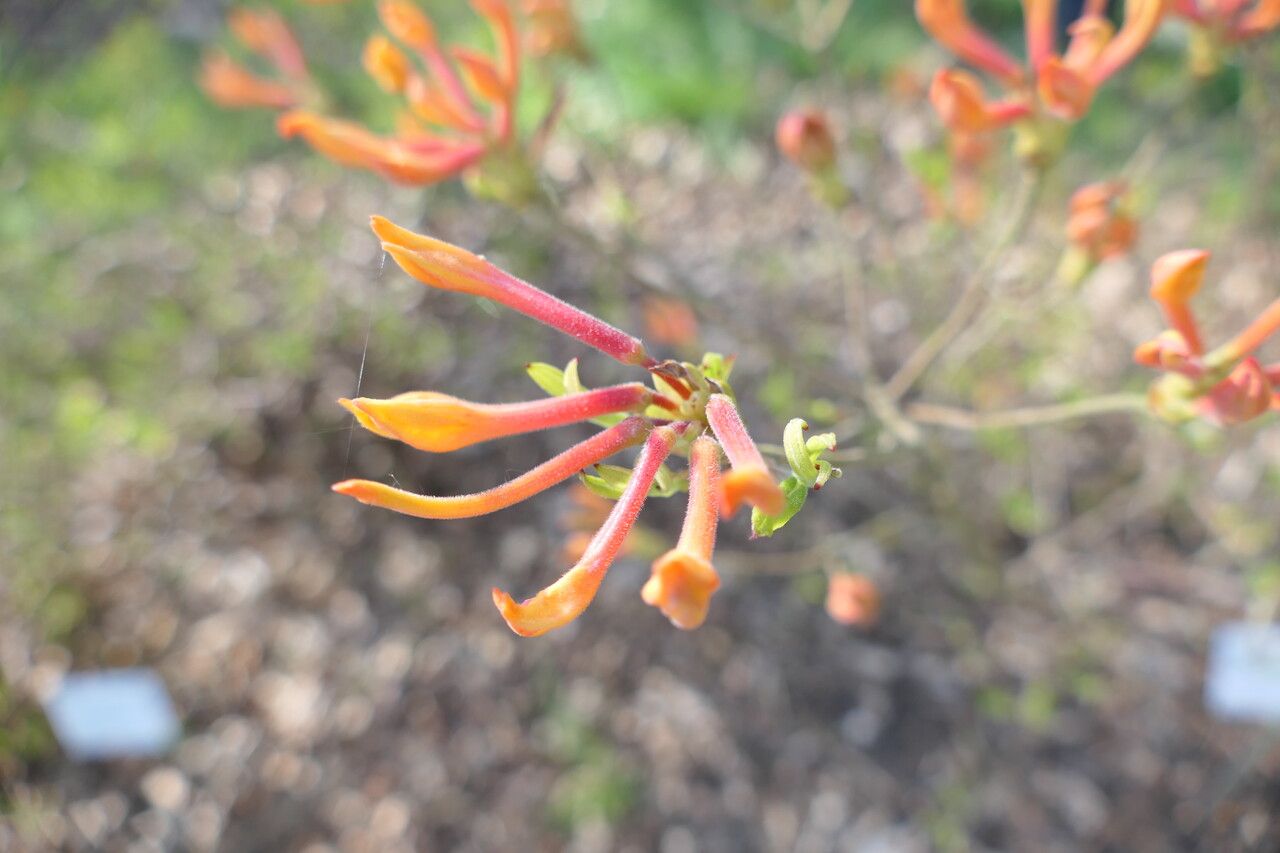 Rhododendron austrinum flower