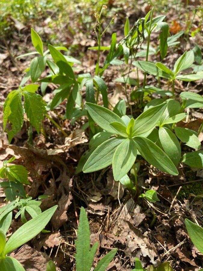 Galium circaezans leaf