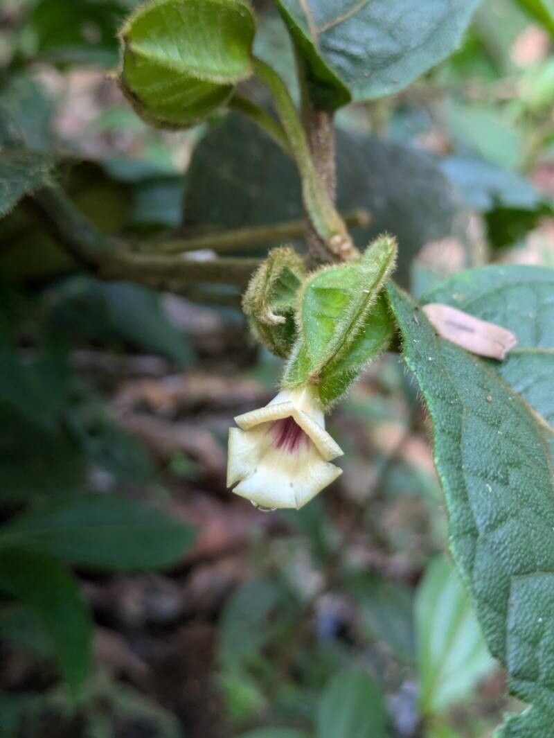 Mendoncia crenata — related species from the same genus