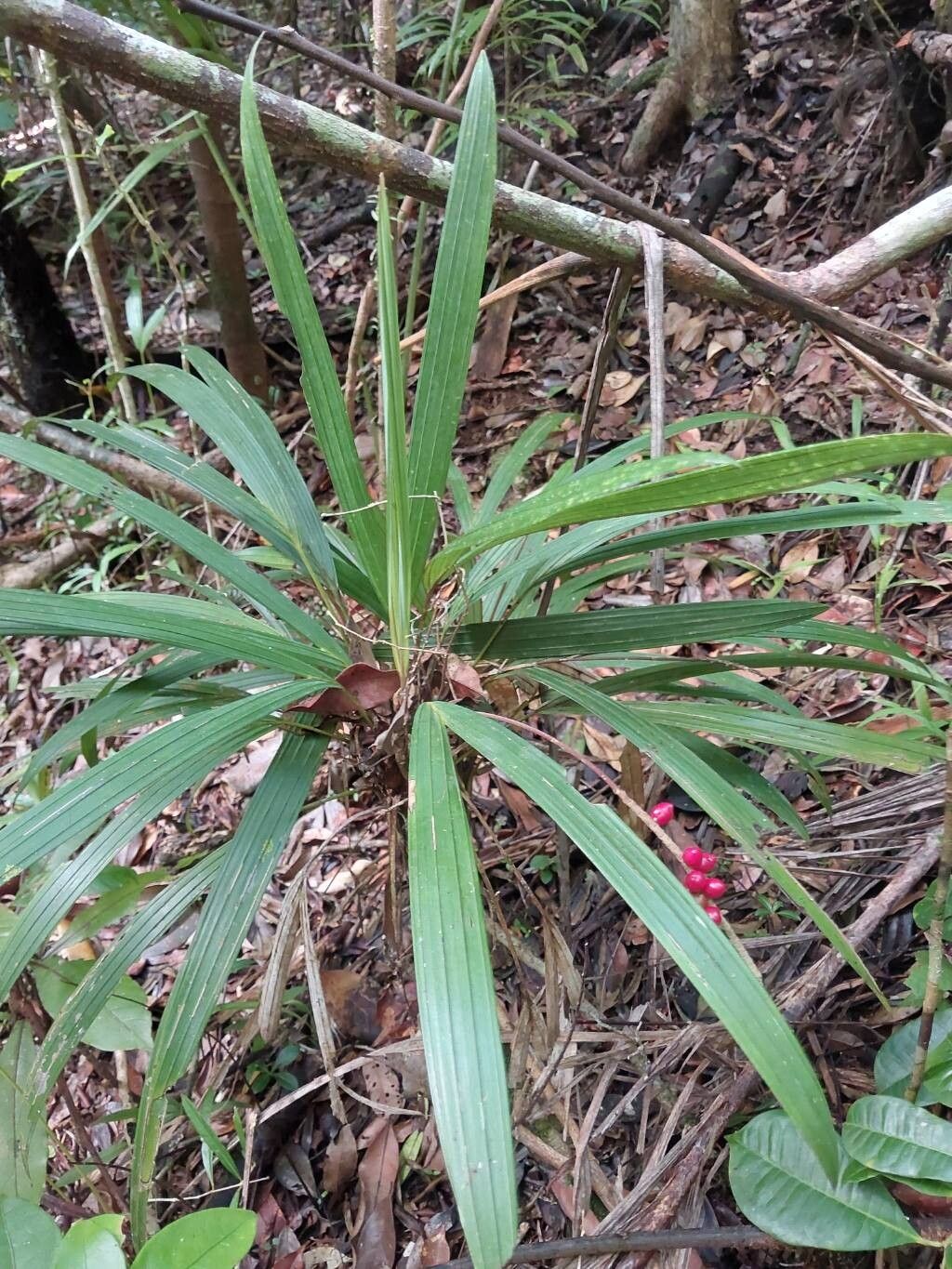 Dypsis mahia habit