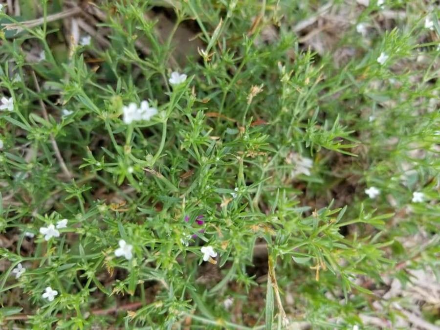 Polypremum procumbens flower