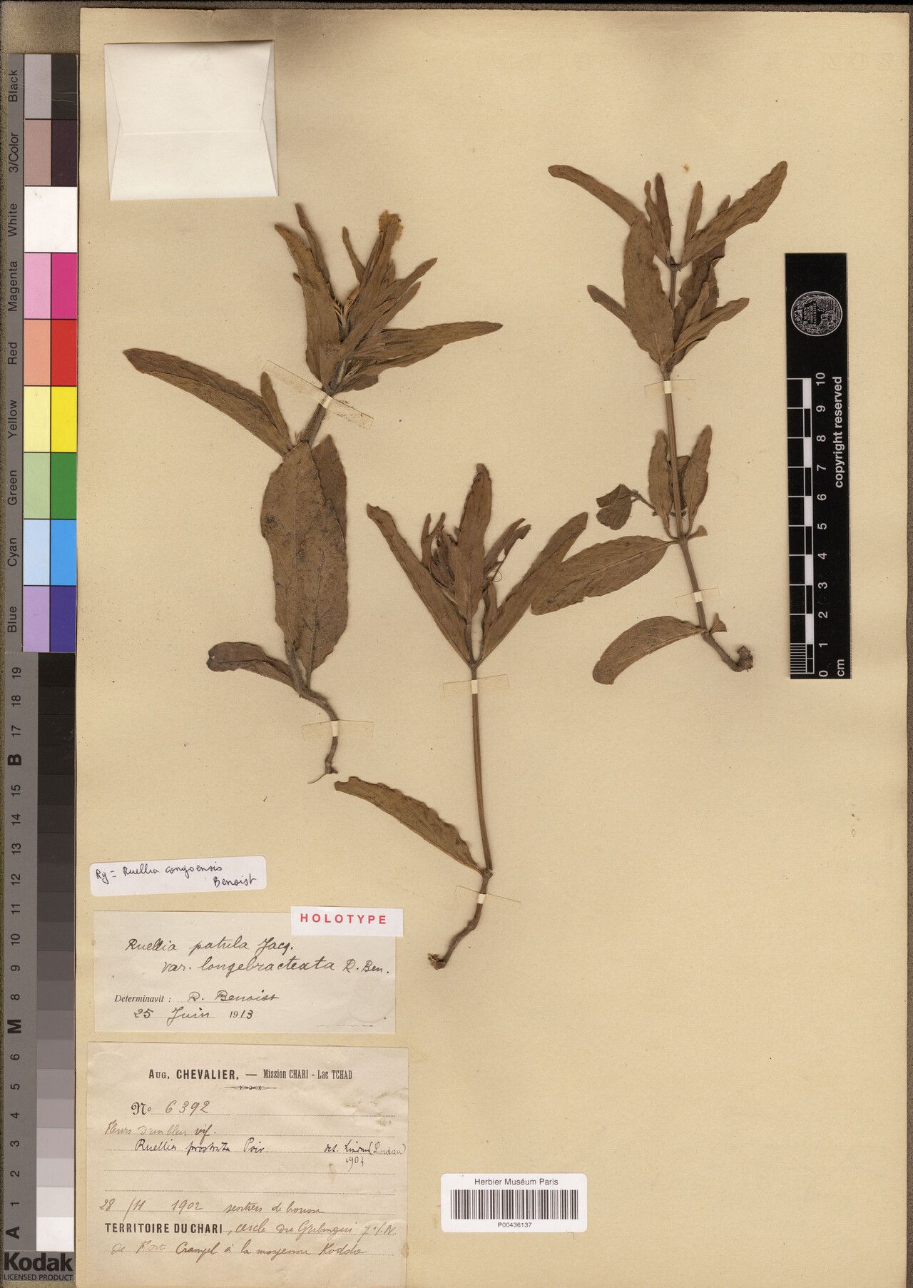 Ruellia congoensis — search result for 'Ruellia'