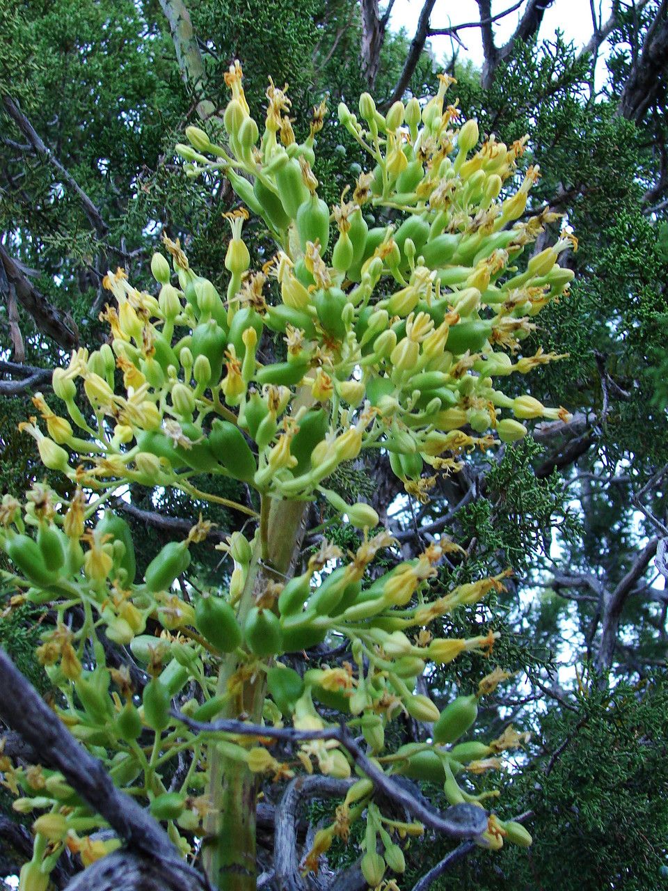 Agave utahensis fruit