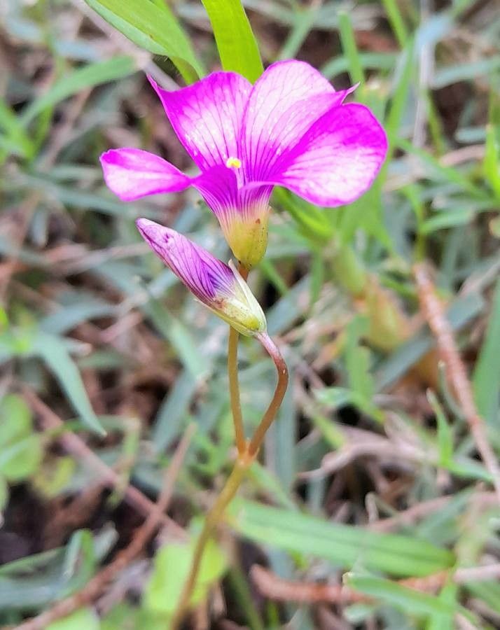Oxalis hispidula other