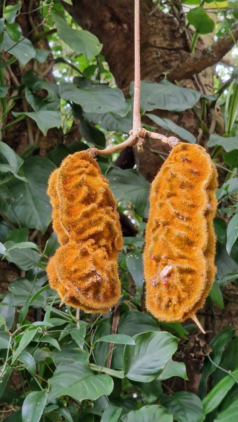 Mucuna monticola — search result for 'Mucuna'