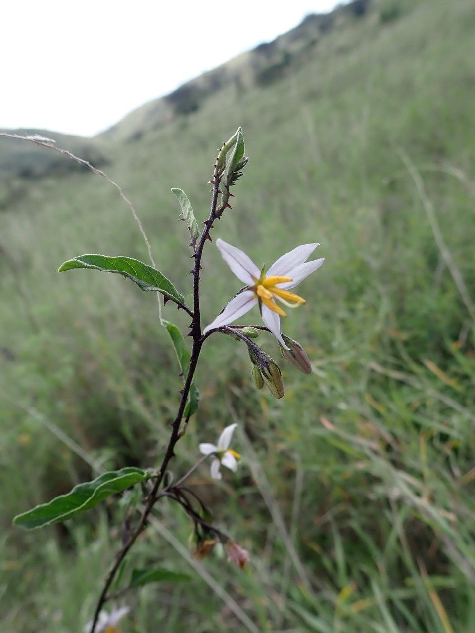 Solanum hastifolium flower