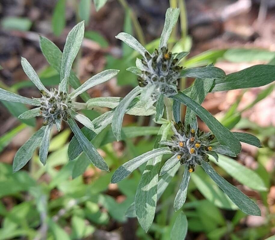 Gamochaeta spiciformis flower
