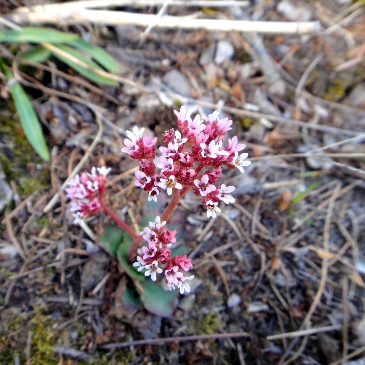 Micranthes eriophora — houseplant care guide