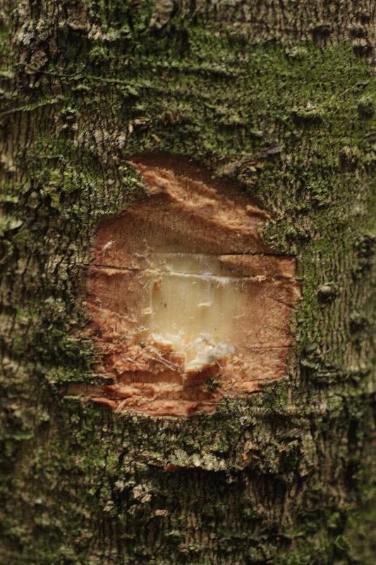 Eperua grandiflora other