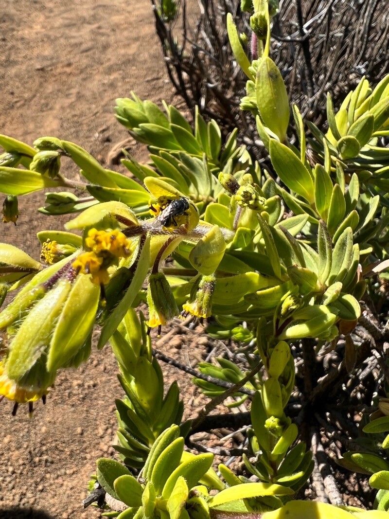 Dubautia menziesii — related species from the same genus