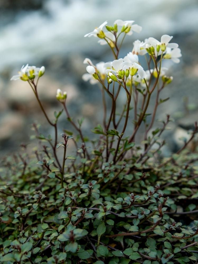 Cardamine graeca flower