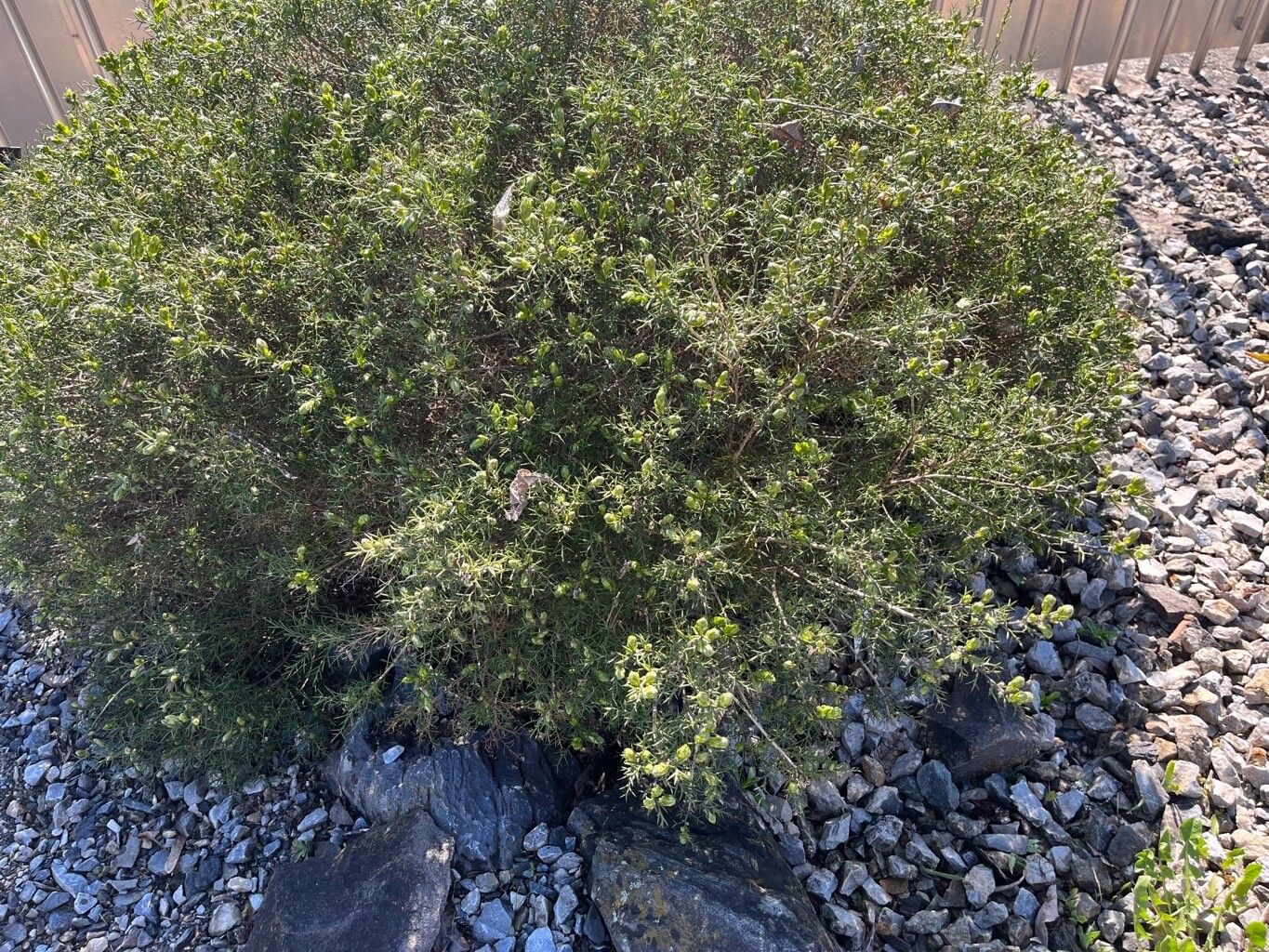 Genista sylvestris habit
