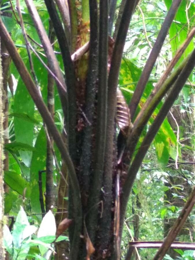 Thelypteris reticulata bark