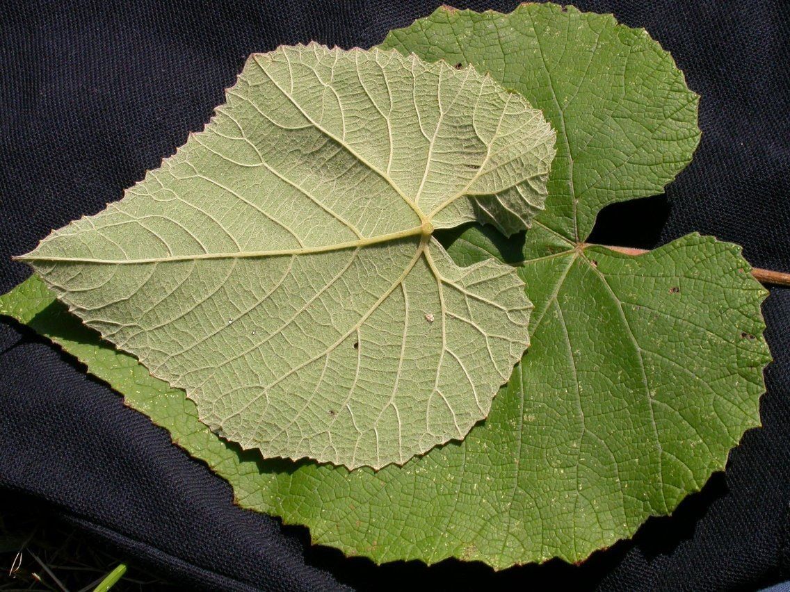 Vitis cinerea other