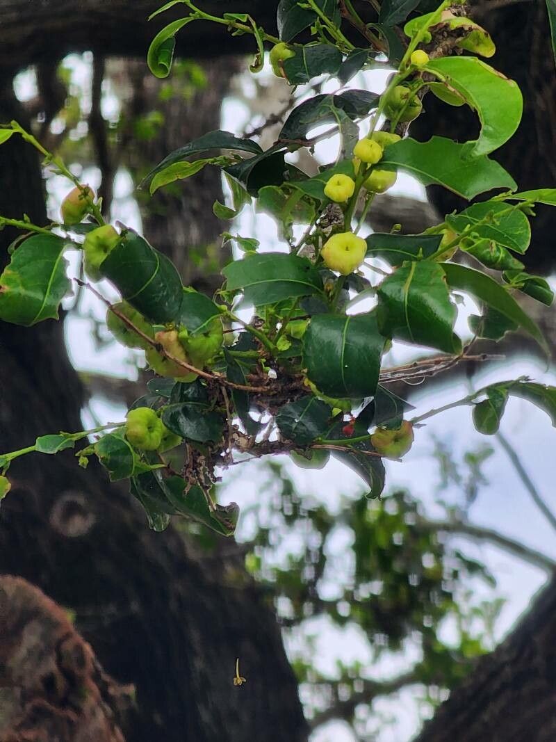 Glochidion zeylanicum fruit