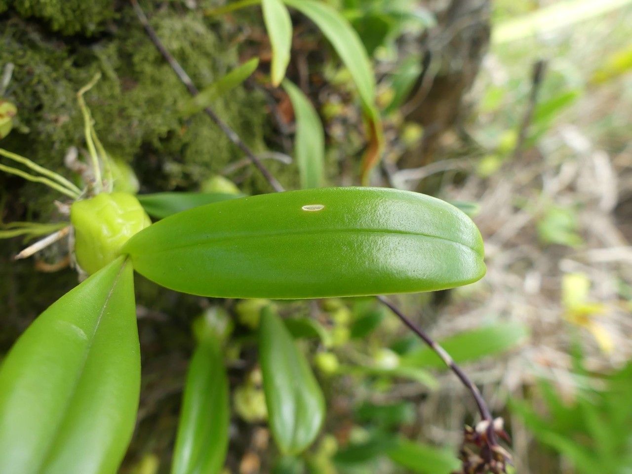Bulbophyllum incurvum — houseplant care guide
