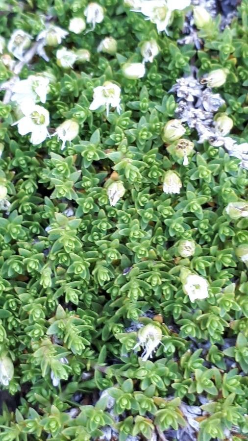 Arenaria biflora leaf