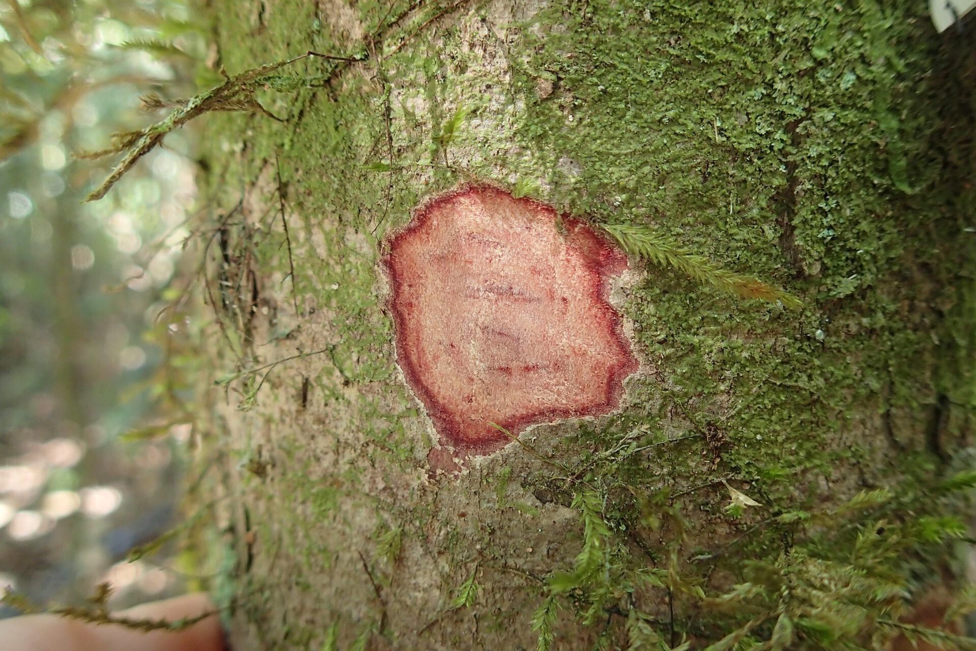 Hunga rhamnoides bark