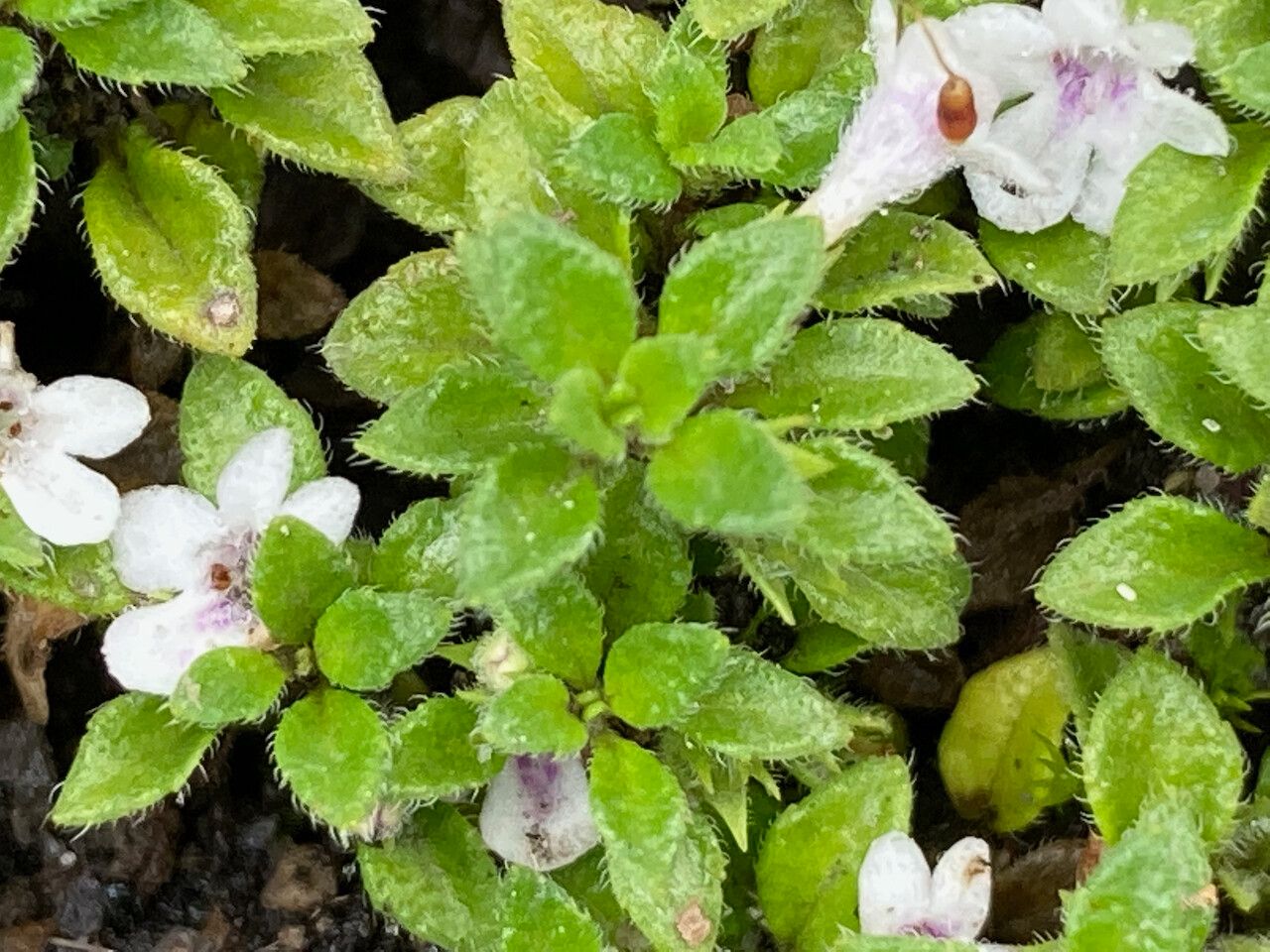 Clinopodium nubigenum leaf