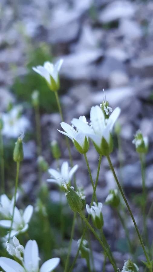 Minuartia austriaca flower