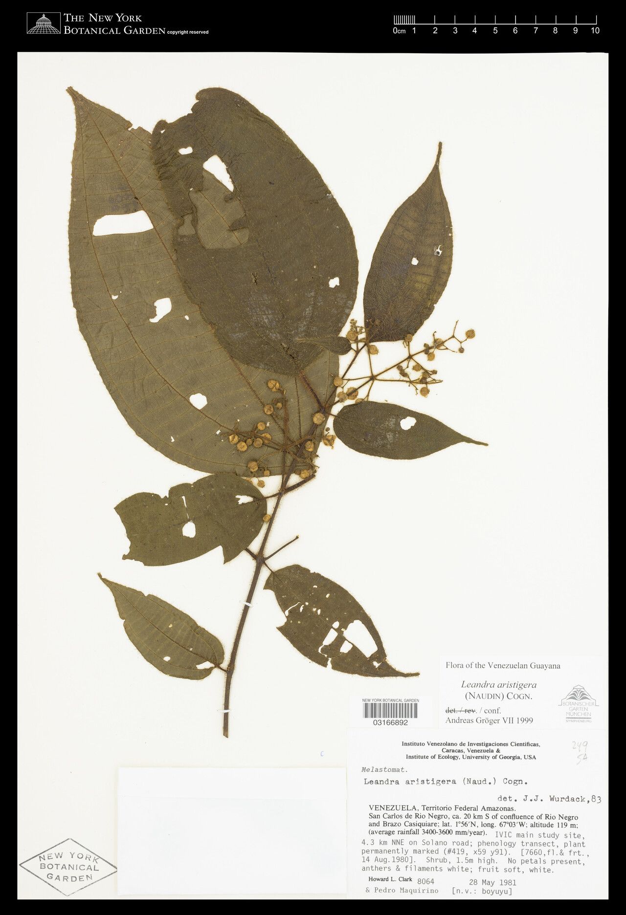 Miconia aristigera — houseplant care guide