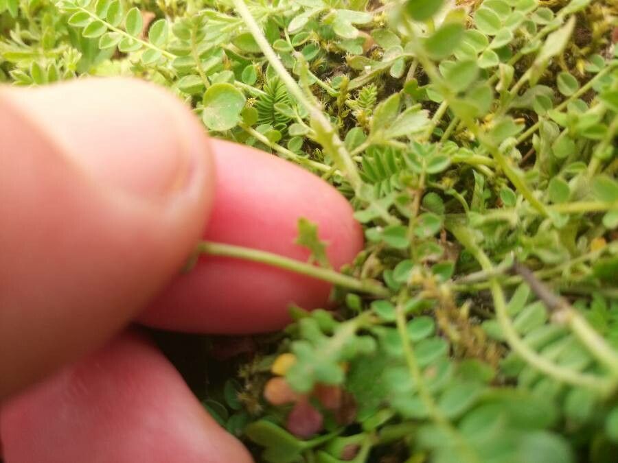 Teesdalia nudicaulis — houseplant care guide